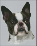 (image for) Boston Terrier (No Background)